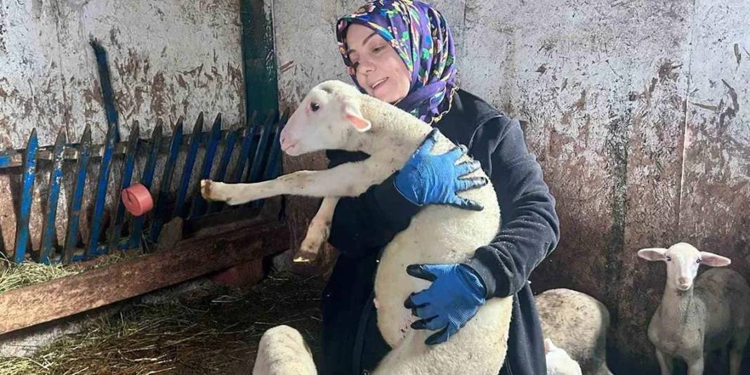 3 koyunla başlayan üretim serüveni: Süt ürünleri üretimi ve arıcılığı da el attı 3